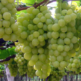 Vigne de table blanc / Vitis 'Italia'